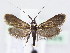  (Nemophora violellus - BC ZSM Lep 61478)  @12 [ ] CreativeCommons - Attribution Non-Commercial Share-Alike (2010) Zoologische Staatssammlung Muenchen SNSB, Zoologische Staatssammlung Muenchen