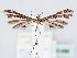  ( - BC ZSM Lep 61489)  @11 [ ] CreativeCommons - Attribution Non-Commercial Share-Alike (2010) Zoologische Staatssammlung Muenchen SNSB, Zoologische Staatssammlung Muenchen