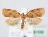  ( - BC ZSM Lep 61530)  @13 [ ] CreativeCommons - Attribution Non-Commercial Share-Alike (2010) Zoologische Staatssammlung Muenchen SNSB, Zoologische Staatssammlung Muenchen