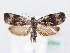  ( - BC ZSM Lep 61542)  @12 [ ] CreativeCommons - Attribution Non-Commercial Share-Alike (2010) Zoologische Staatssammlung Muenchen SNSB, Zoologische Staatssammlung Muenchen