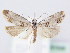  ( - BC ZSM Lep 61545)  @14 [ ] CreativeCommons - Attribution Non-Commercial Share-Alike (2010) Zoologische Staatssammlung Muenchen SNSB, Zoologische Staatssammlung Muenchen