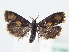  ( - BC ZSM Lep 61569)  @13 [ ] CreativeCommons - Attribution Non-Commercial Share-Alike (2010) Zoologische Staatssammlung Muenchen SNSB, Zoologische Staatssammlung Muenchen