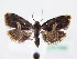  ( - BC ZSM Lep 61592)  @12 [ ] CreativeCommons - Attribution Non-Commercial Share-Alike (2010) Zoologische Staatssammlung Muenchen SNSB, Zoologische Staatssammlung Muenchen