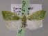  ( - BC ZSM Lep 21147)  @14 [ ] CreativeCommons - Attribution Non-Commercial Share-Alike (2010) Axel Hausmann/Bavarian State Collection of Zoology (ZSM) SNSB, Zoologische Staatssammlung Muenchen