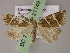 ( - BC ZSM Lep 21149)  @13 [ ] CreativeCommons - Attribution Non-Commercial Share-Alike (2010) Axel Hausmann/Bavarian State Collection of Zoology (ZSM) SNSB, Zoologische Staatssammlung Muenchen