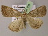  ( - BC ZSM Lep 21150)  @13 [ ] CreativeCommons - Attribution Non-Commercial Share-Alike (2010) Axel Hausmann/Bavarian State Collection of Zoology (ZSM) SNSB, Zoologische Staatssammlung Muenchen