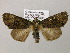  ( - BC ZSM Lep 21197)  @13 [ ] CreativeCommons - Attribution Non-Commercial Share-Alike (2010) Axel Hausmann/Bavarian State Collection of Zoology (ZSM) SNSB, Zoologische Staatssammlung Muenchen