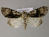  ( - BC ZSM Lep 21215)  @14 [ ] CreativeCommons - Attribution Non-Commercial Share-Alike (2010) Axel Hausmann/Bavarian State Collection of Zoology (ZSM) SNSB, Zoologische Staatssammlung Muenchen