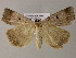  ( - BC ZSM Lep 21216)  @13 [ ] CreativeCommons - Attribution Non-Commercial Share-Alike (2010) Axel Hausmann/Bavarian State Collection of Zoology (ZSM) SNSB, Zoologische Staatssammlung Muenchen