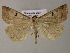  ( - BC ZSM Lep 21220)  @13 [ ] CreativeCommons - Attribution Non-Commercial Share-Alike (2010) Axel Hausmann/Bavarian State Collection of Zoology (ZSM) SNSB, Zoologische Staatssammlung Muenchen