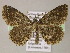  ( - BC ZSM Lep 21225)  @15 [ ] CreativeCommons - Attribution Non-Commercial Share-Alike (2010) Axel Hausmann/Bavarian State Collection of Zoology (ZSM) SNSB, Zoologische Staatssammlung Muenchen