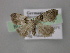  ( - BC ZSM Lep 21500)  @12 [ ] CreativeCommons - Attribution Non-Commercial Share-Alike (2010) Axel Hausmann/Bavarian State Collection of Zoology (ZSM) SNSB, Zoologische Staatssammlung Muenchen
