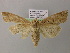  ( - BC ZSM Lep 21159)  @13 [ ] CreativeCommons - Attribution Non-Commercial Share-Alike (2010) Axel Hausmann/Bavarian State Collection of Zoology (ZSM) SNSB, Zoologische Staatssammlung Muenchen