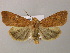  ( - BC ZSM Lep 21162)  @15 [ ] CreativeCommons - Attribution Non-Commercial Share-Alike (2010) Axel Hausmann/Bavarian State Collection of Zoology (ZSM) SNSB, Zoologische Staatssammlung Muenchen
