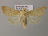 ( - BC ZSM Lep 21163)  @14 [ ] CreativeCommons - Attribution Non-Commercial Share-Alike (2010) Axel Hausmann/Bavarian State Collection of Zoology (ZSM) SNSB, Zoologische Staatssammlung Muenchen