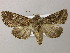  ( - BC ZSM Lep 21180)  @14 [ ] CreativeCommons - Attribution Non-Commercial Share-Alike (2010) Axel Hausmann/Bavarian State Collection of Zoology (ZSM) SNSB, Zoologische Staatssammlung Muenchen