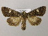  ( - BC ZSM Lep 21194)  @13 [ ] CreativeCommons - Attribution Non-Commercial Share-Alike (2010) Axel Hausmann/Bavarian State Collection of Zoology (ZSM) SNSB, Zoologische Staatssammlung Muenchen