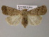  ( - BC ZSM Lep 21221)  @14 [ ] CreativeCommons - Attribution Non-Commercial Share-Alike (2010) Axel Hausmann/Bavarian State Collection of Zoology (ZSM) SNSB, Zoologische Staatssammlung Muenchen