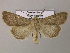 ( - BC ZSM Lep 22022)  @14 [ ] CreativeCommons - Attribution Non-Commercial Share-Alike (2010) Axel Hausmann/Bavarian State Collection of Zoology (ZSM) SNSB, Zoologische Staatssammlung Muenchen