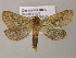  ( - BC ZSM Lep 21177)  @13 [ ] CreativeCommons - Attribution Non-Commercial Share-Alike (2010) Axel Hausmann/Bavarian State Collection of Zoology (ZSM) SNSB, Zoologische Staatssammlung Muenchen