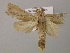  ( - BC ZSM Lep 21429)  @12 [ ] CreativeCommons - Attribution Non-Commercial Share-Alike (2010) Axel Hausmann/Bavarian State Collection of Zoology (ZSM) SNSB, Zoologische Staatssammlung Muenchen