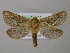  ( - BC ZSM Lep 21513)  @13 [ ] CreativeCommons - Attribution Non-Commercial Share-Alike (2010) Axel Hausmann/Bavarian State Collection of Zoology (ZSM) SNSB, Zoologische Staatssammlung Muenchen