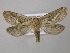  ( - BC ZSM Lep 21514)  @13 [ ] CreativeCommons - Attribution Non-Commercial Share-Alike (2010) Axel Hausmann/Bavarian State Collection of Zoology (ZSM) SNSB, Zoologische Staatssammlung Muenchen
