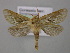  ( - BC ZSM Lep 21516)  @13 [ ] CreativeCommons - Attribution Non-Commercial Share-Alike (2010) Axel Hausmann/Bavarian State Collection of Zoology (ZSM) SNSB, Zoologische Staatssammlung Muenchen