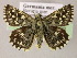  ( - BC ZSM Lep 21222)  @14 [ ] CreativeCommons - Attribution Non-Commercial Share-Alike (2010) Axel Hausmann/Bavarian State Collection of Zoology (ZSM) SNSB, Zoologische Staatssammlung Muenchen