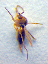  ( - ZSM DIP FOR 016)  @13 [ ] CreativeCommons - Attribution Non-Commercial Share-Alike (2010) Zoologische Staatssammlung Muenchen SNSB, Zoologische Staatssammlung Muenchen