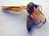  ( - ZSM DIP FOR 023)  @12 [ ] CreativeCommons - Attribution Non-Commercial Share-Alike (2010) Zoologische Staatssammlung Muenchen SNSB, Zoologische Staatssammlung Muenchen
