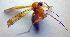 ( - ZSM DIP FOR 028)  @12 [ ] CreativeCommons - Attribution Non-Commercial Share-Alike (2010) Zoologische Staatssammlung Muenchen SNSB, Zoologische Staatssammlung Muenchen