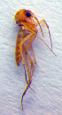  (Phronia obtusa - ZSM DIP FOR 060)  @12 [ ] CreativeCommons - Attribution Non-Commercial Share-Alike (2010) Zoologische Staatssammlung Muenchen SNSB, Zoologische Staatssammlung Muenchen