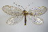  ( - BC ZSM NEU 159)  @11 [ ] CreativeCommons - Attribution Non-Commercial Share-Alike (2015) Unspecified SNSB, Zoologische Staatssammlung Muenchen
