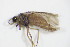  ( - BC ZSM NEU 205)  @12 [ ] CreativeCommons - Attribution Non-Commercial Share-Alike (2015) Unspecified SNSB, Zoologische Staatssammlung Muenchen