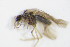 ( - BC ZSM NEU 250)  @12 [ ] CreativeCommons - Attribution Non-Commercial Share-Alike (2015) Unspecified SNSB, Zoologische Staatssammlung Muenchen