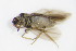  ( - BC ZSM NEU 254)  @13 [ ] CreativeCommons - Attribution Non-Commercial Share-Alike (2015) Unspecified SNSB, Zoologische Staatssammlung Muenchen