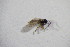  ( - BC ZSM NEU 317)  @12 [ ] CreativeCommons - Attribution Non-Commercial Share-Alike (2015) Unspecified SNSB, Zoologische Staatssammlung Muenchen