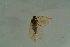  ( - BC ZSM NEU 762)  @11 [ ] CreativeCommons - Attribution Non-Commercial Share-Alike (2015) Unspecified SNSB, Zoologische Staatssammlung Muenchen