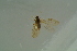 ( - BC ZSM NEU 763)  @11 [ ] CreativeCommons - Attribution Non-Commercial Share-Alike (2015) Unspecified SNSB, Zoologische Staatssammlung Muenchen