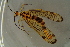  ( - BC ZSM NEU 839)  @11 [ ] CreativeCommons - Attribution Non-Commercial Share-Alike (2015) Unspecified SNSB, Zoologische Staatssammlung Muenchen