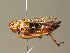  ( - BC ZSM ORT 00103)  @13 [ ] CreativeCommons - Attribution Non-Commercial Share-Alike (2010) Unspecified SNSB, Zoologische Staatssammlung Muenchen