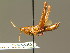  ( - BC ZSM ORT 00123)  @14 [ ] CreativeCommons - Attribution Non-Commercial Share-Alike (2010) Unspecified SNSB, Zoologische Staatssammlung Muenchen