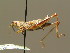  ( - BC ZSM ORT 00163)  @14 [ ] CreativeCommons - Attribution Non-Commercial Share-Alike (2010) Unspecified SNSB, Zoologische Staatssammlung Muenchen