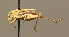  (Tetrix tenuicornis - BC ZSM ORT 00171)  @14 [ ] CreativeCommons - Attribution Non-Commercial Share-Alike (2010) Unspecified SNSB, Zoologische Staatssammlung Muenchen