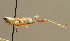  ( - BC ZSM ORT 00176)  @14 [ ] CreativeCommons - Attribution Non-Commercial Share-Alike (2010) Unspecified SNSB, Zoologische Staatssammlung Muenchen