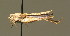  ( - BC ZSM ORT 00183)  @12 [ ] CreativeCommons - Attribution Non-Commercial Share-Alike (2010) Unspecified SNSB, Zoologische Staatssammlung Muenchen