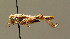  ( - BC ZSM ORT 00203)  @11 [ ] CreativeCommons - Attribution Non-Commercial Share-Alike (2010) Unspecified SNSB, Zoologische Staatssammlung Muenchen
