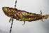  ( - GBOL00202)  @13 [ ] CreativeCommons - Attribution Non-Commercial Share-Alike (2015) Unspecified SNSB, Zoologische Staatssammlung Muenchen