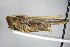  ( - GBOL00217)  @12 [ ] CreativeCommons - Attribution Non-Commercial Share-Alike (2015) Unspecified SNSB, Zoologische Staatssammlung Muenchen